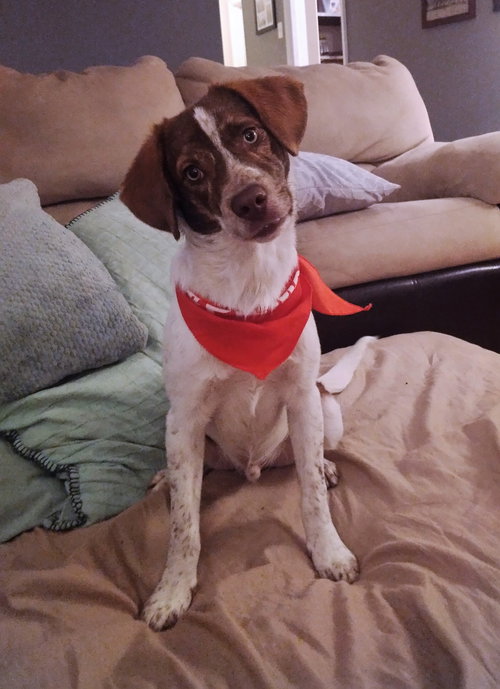 Benji