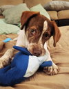 Benji