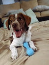 Benji