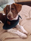 Benji