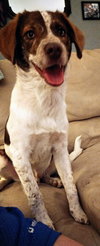 Benji