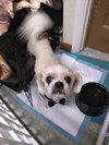 Chainy