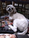 Chainy