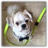 Chainy