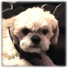Chainy