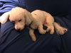 Charlie