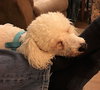 Charlie