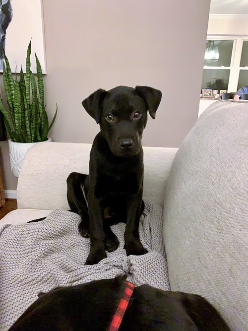 Balou