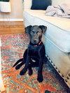 Balou