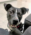 Beau