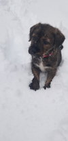 Rudolf