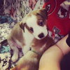 Prancer
