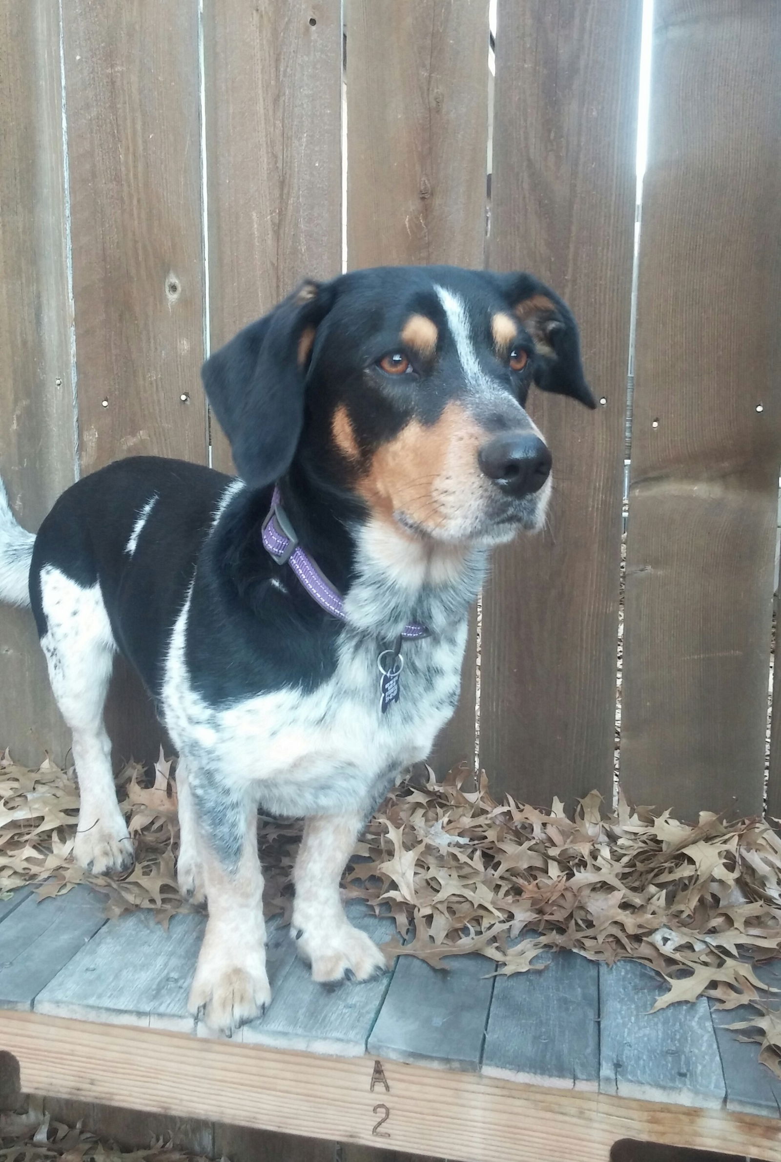 Basset hound cattle dog clearance mix