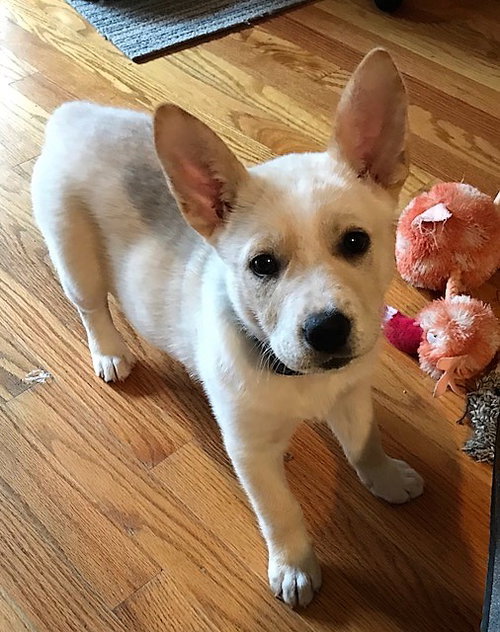 Kuma