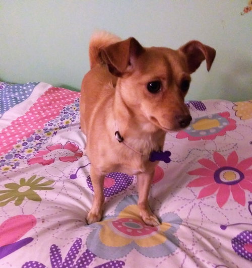 Roxi