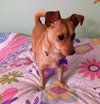 Roxi