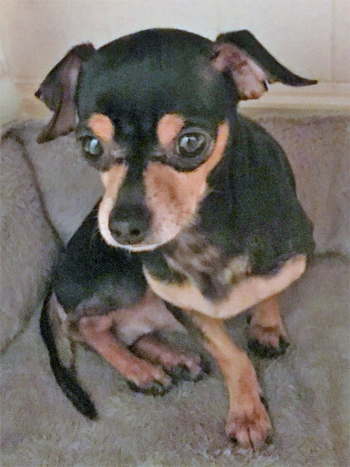 Vinnie
