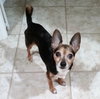 Sparky