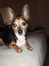 Sparky