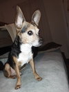 Sparky