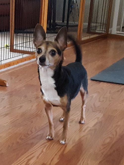 Sparky