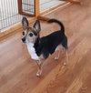 Sparky