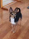 Sparky