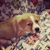 Dasher