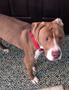 Bronson