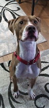Bronson