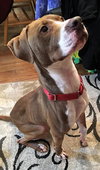 Bronson