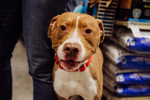 Bronson