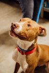 Bronson