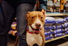 Bronson