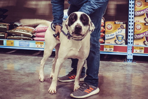 Dane