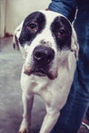 Dane