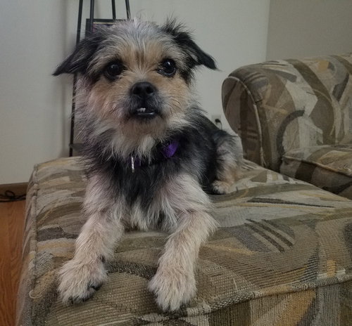 Dixie