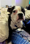 Dexter