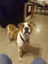 Buddy