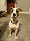 Buddy