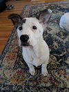 Prue