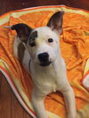 Prue