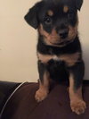 Romy
