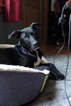 Lilly