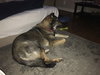 Otis