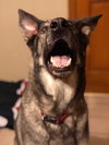 Otis