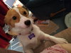 Maizy