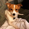 Maizy