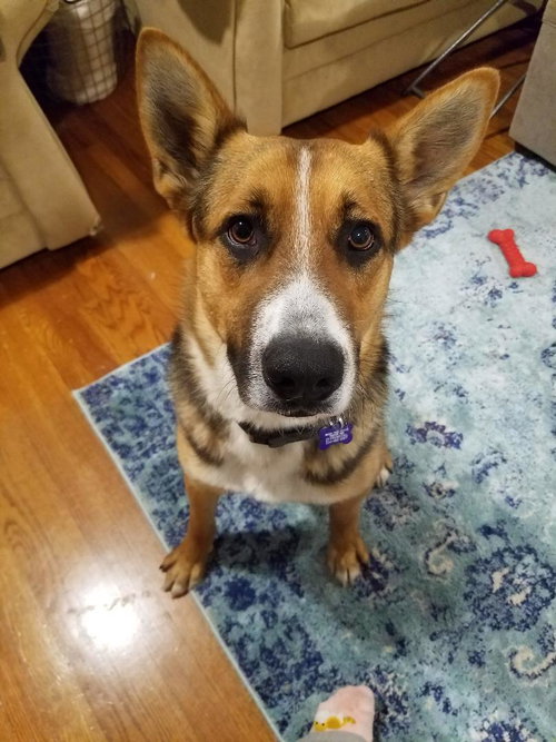 Apollo