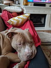 Angus Boy